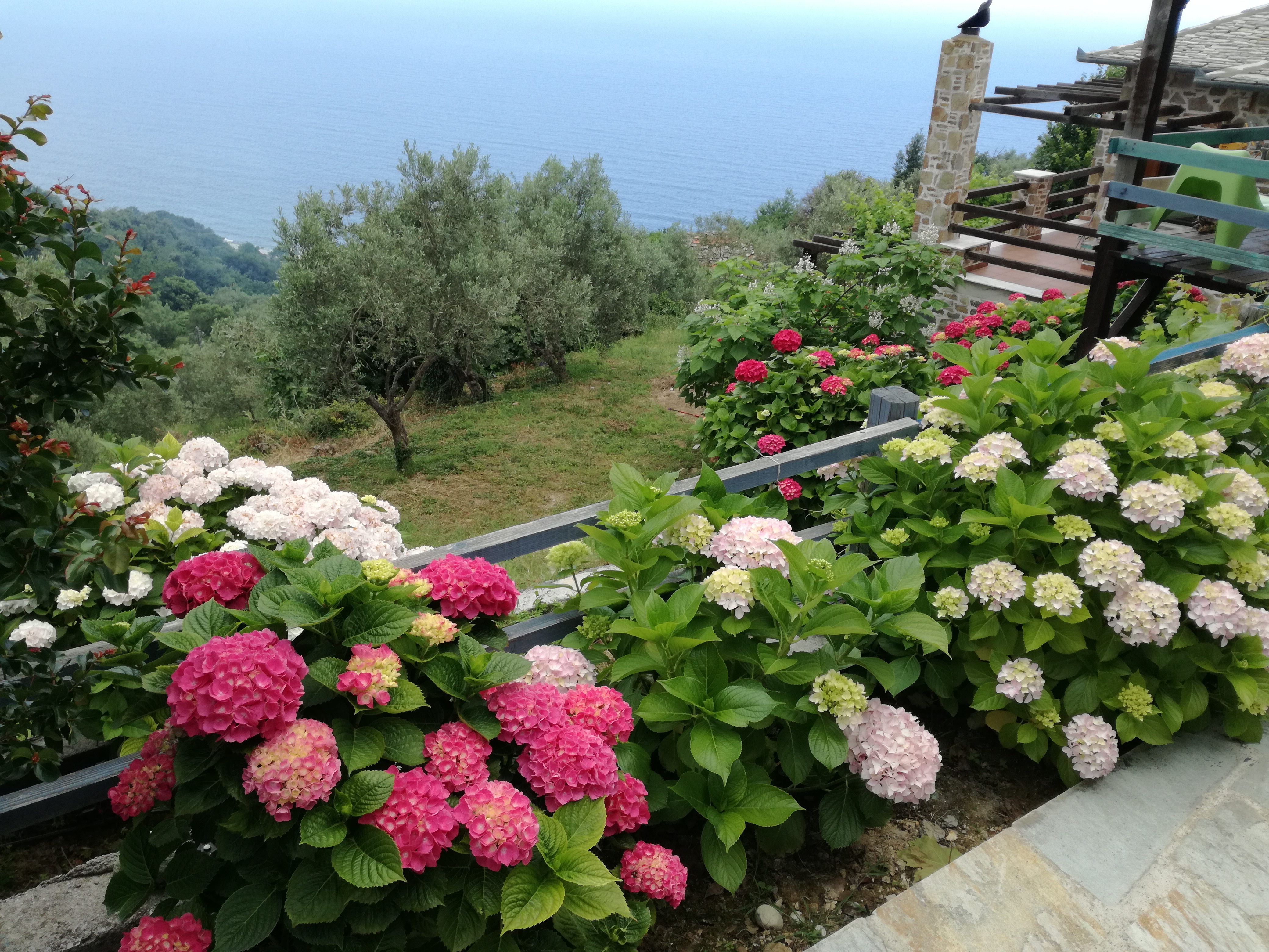 Flowers Blooming at Sunrise View