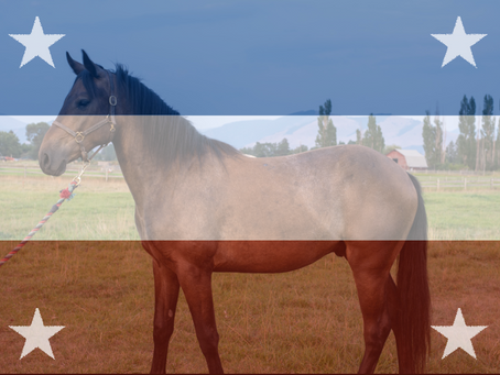 The Politics of Feeding Horses