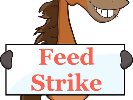 Picky Horse Pandemic: 5 Steps to Get Your Horse Eating What You Buy Them