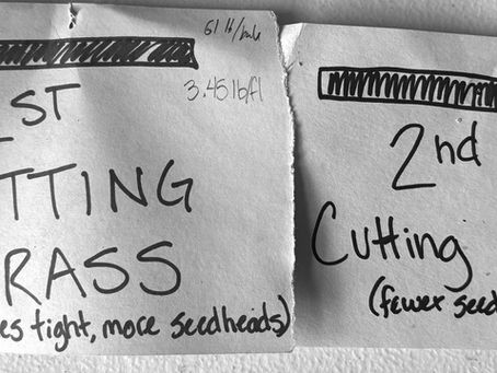 First VS Second (or Third) Cutting & Which to Buy