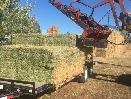The Messed Up Marketplace that is Horse Hay Shopping