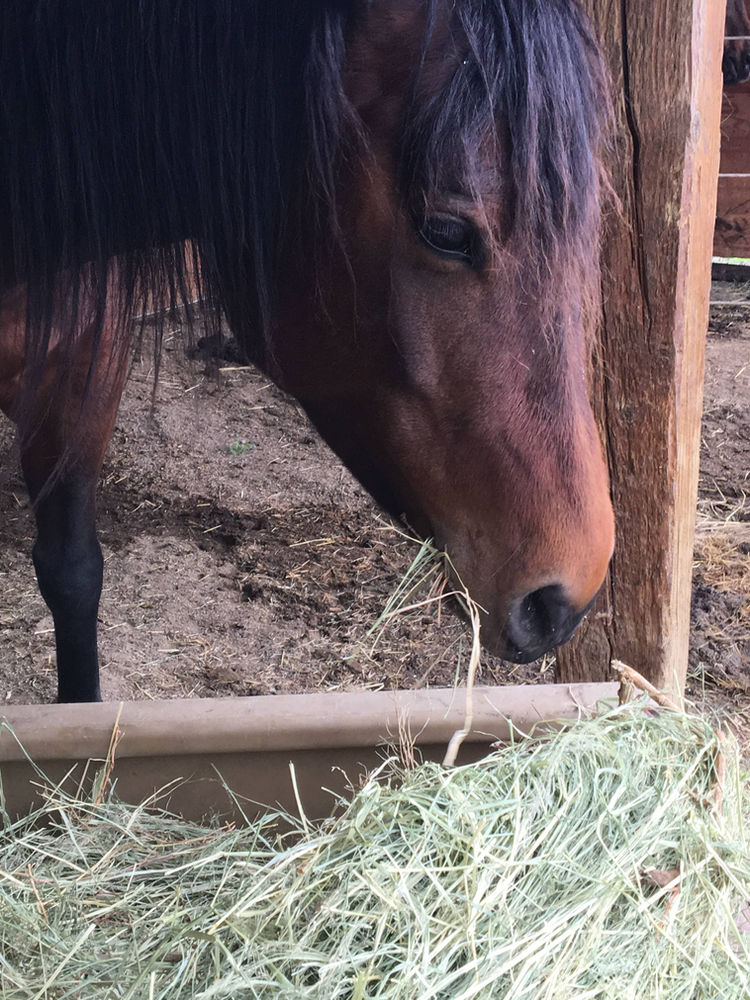10 Reasons to Buy Teff Hay for Horses