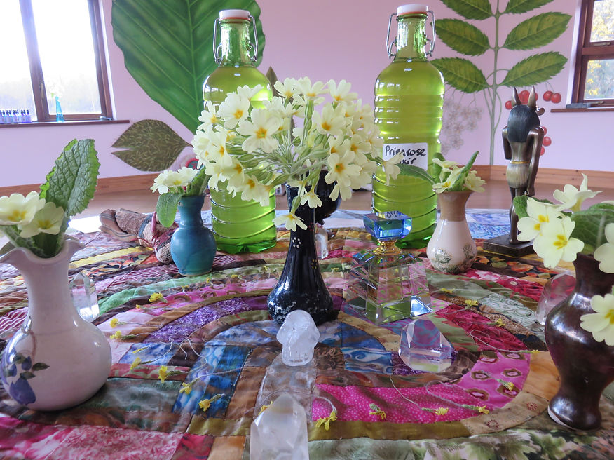 Primrose plant diet altar