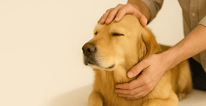 massage chien 79K