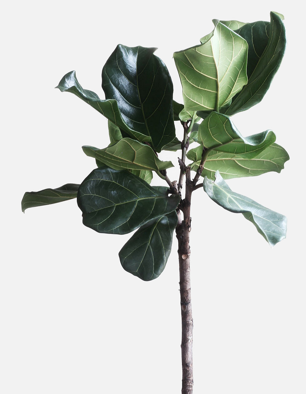 Fiddle Leaf Fig