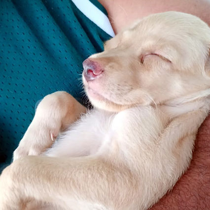 Campanha de adoção busca novos lares para cães e gatos em Aracaju