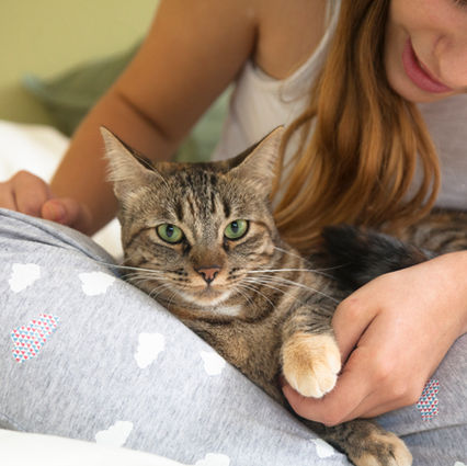 Secretaria de Estado da Saúde promove campanha de adoção de pets