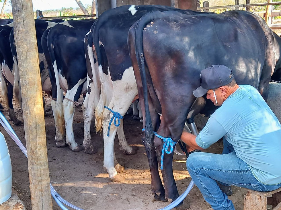 Produção de leite em Sergipe é a segunda que mais cresce no Nordeste