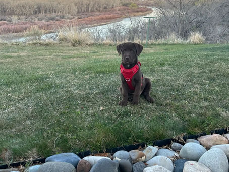 Puppy Paired With Marine Corps Veteran April 5, 2025