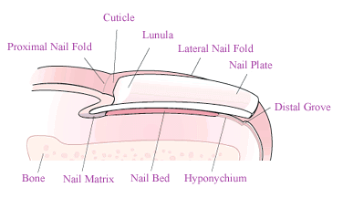 Toe Cross Section