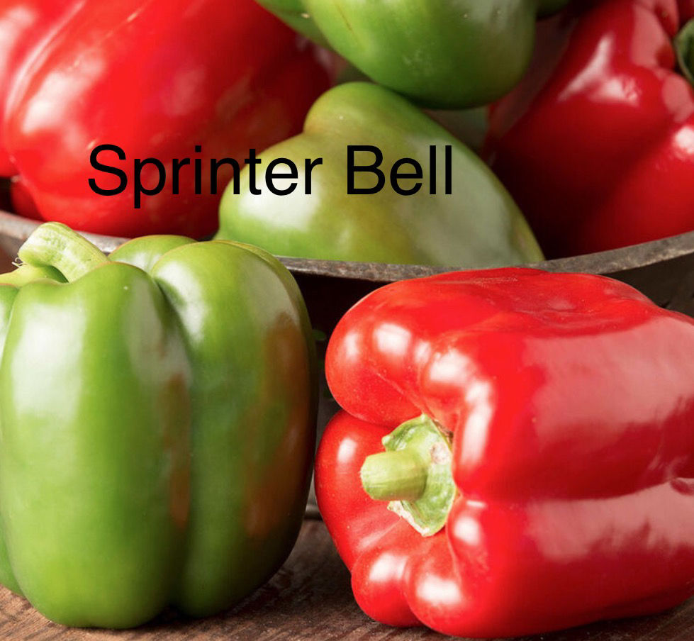 Sprinter Sweet Bell Pepper seedling