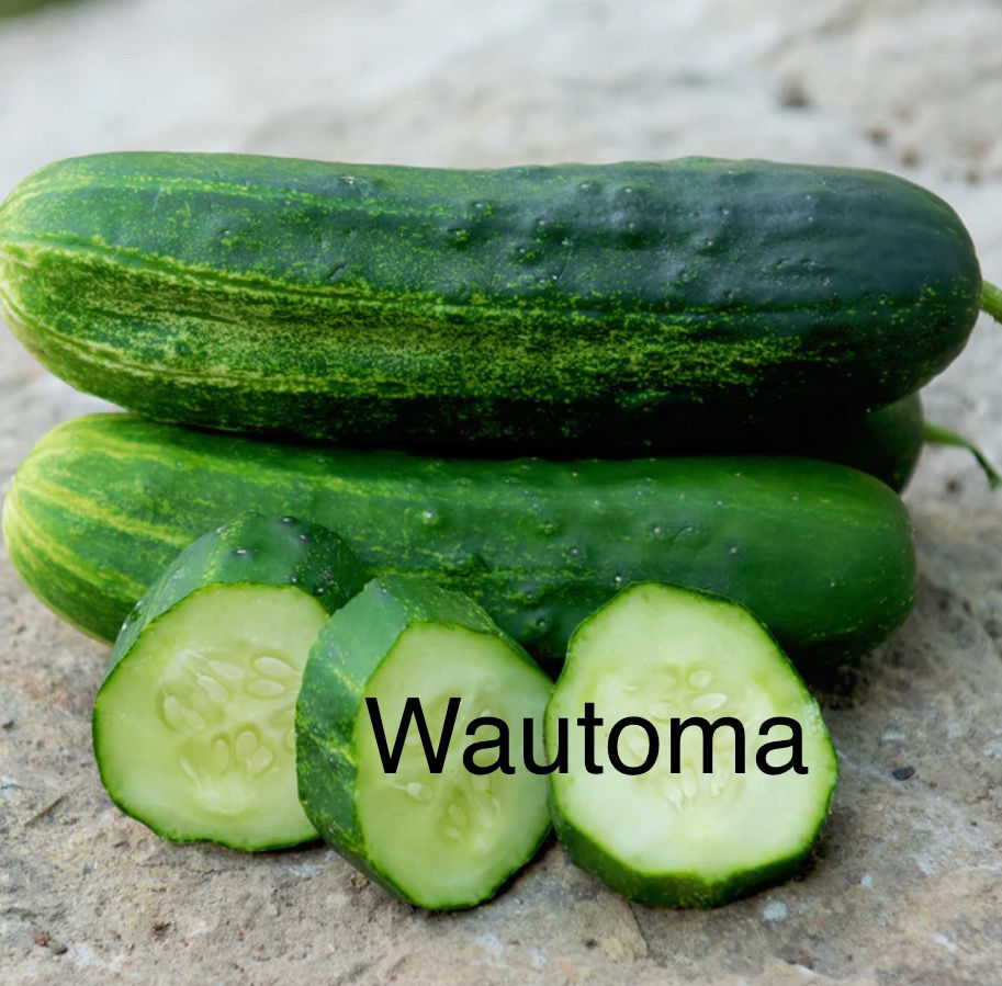 Wautoma Pickling Cucumber Seedling