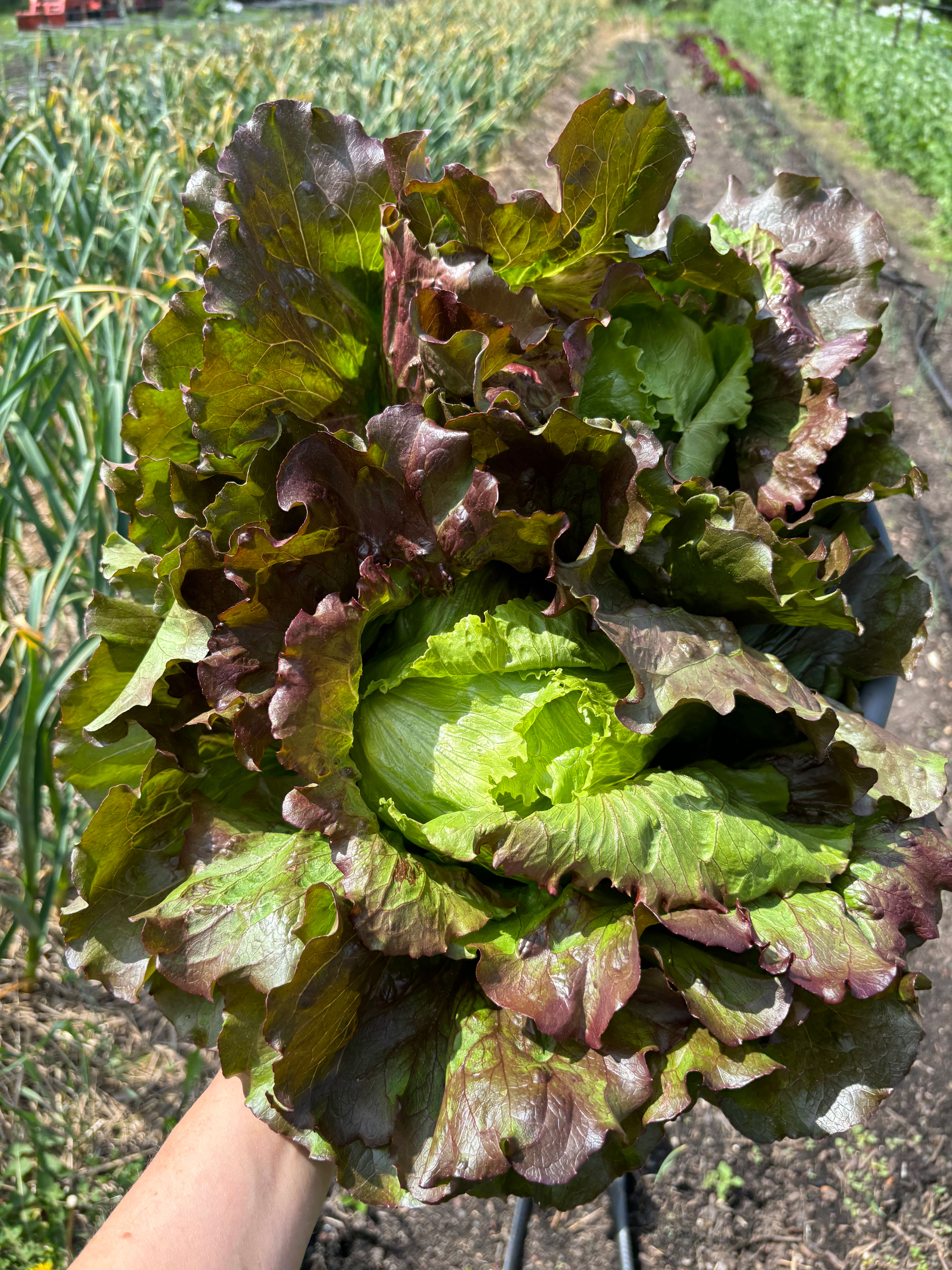 Red Iceberg Lettuce