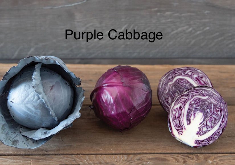 Purple Cabbage Seedling