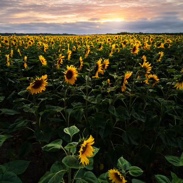 Champ de tournesols