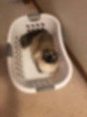 IMG_7445.jpeg