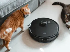 Katzenliebhaber - Tipps zum Entfernen von Tierhaaren aus Teppichen