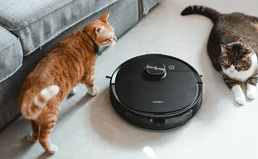 Katzenliebhaber - Tipps zum Entfernen von Tierhaaren aus Teppichen