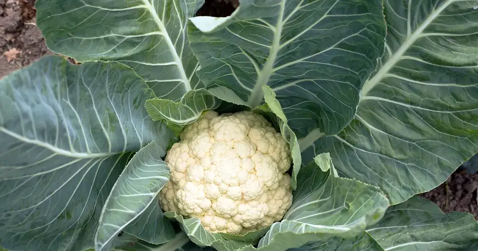 Plantação de couve-flor em solo fértil