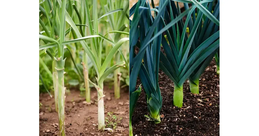 Plantação de alho-poró com folhas verdes viçosas sob sol pleno