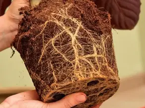 Pessoa usando espátula de jardinagem para afofar a terra ao redor de uma planta em vaso pequeno — primeiro passo para trocar planta de vasos com cuidado