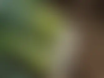 Alho-poró fresco recém-colhido na horta caseira