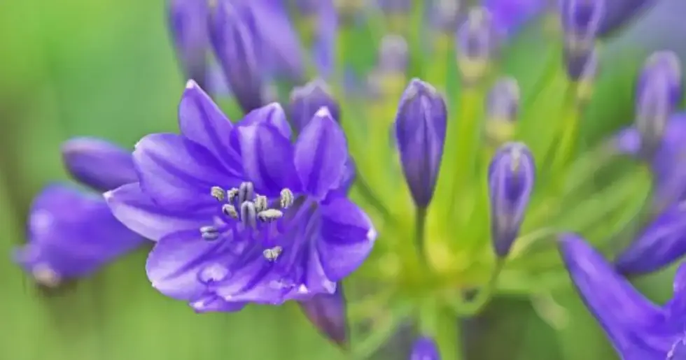 detalhe da flor da agapanto