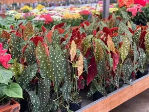Foto da begonia maculata sendo regada no solo, com borrifador nas folhas, destacando seu cuidado com umidade e frequência ideal.