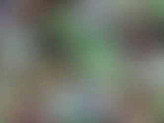 Coleção de suculentas saudáveis em vasos mostrando diferentes espécies e cores vibrantes