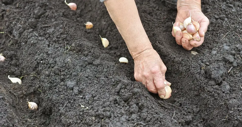 Plantação de alho em canteiro ensolarado