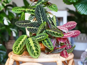 Coleção de cinco diferentes espécies de Calathea em vasos decorativos