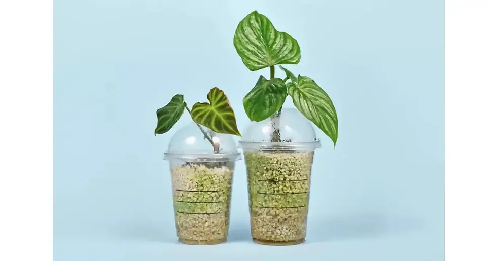 Raízes de planta em recipiente com perlita e solução nutritiva — substrato leve ideal para transição entre água e terra