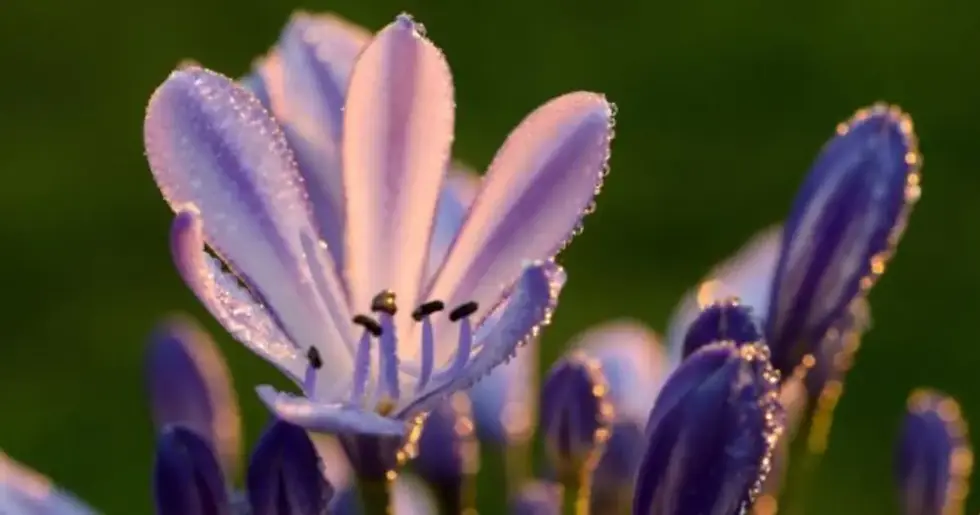 Agapanto "Lírio do Nilo": Beleza Escultural no Jardim