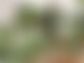 Plantas de Interior: Aliadas na Purificação do Ar