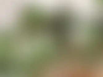 Plantas de Interior: Aliadas na Purificação do Ar