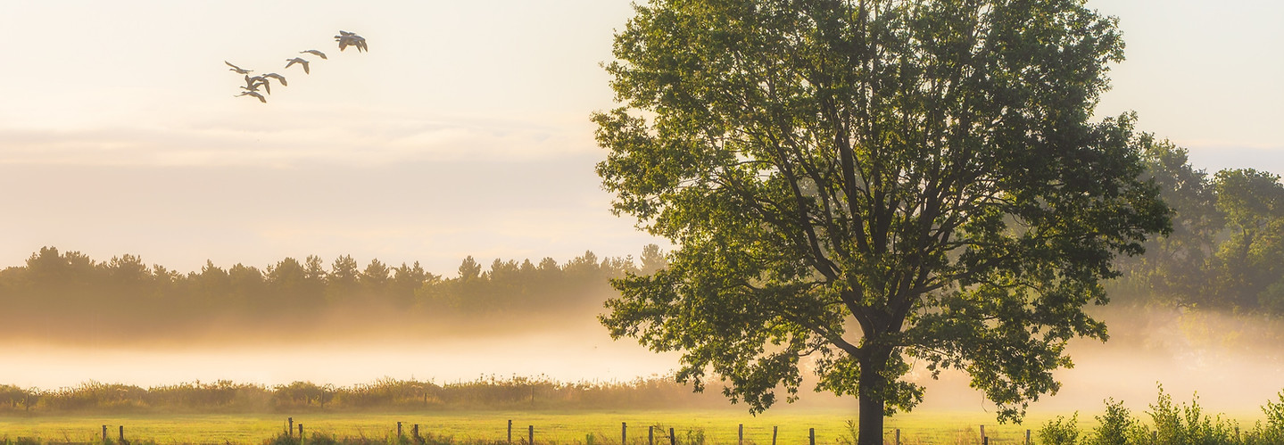 beautiful-shot-big-green-leafed-trees-gr