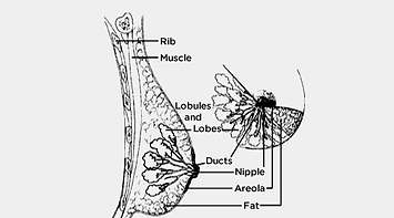breast-structure-image.png
