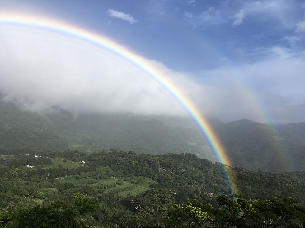 Cloud Forest