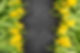 Yellow tulips border flat lay on dark stone background.jpg