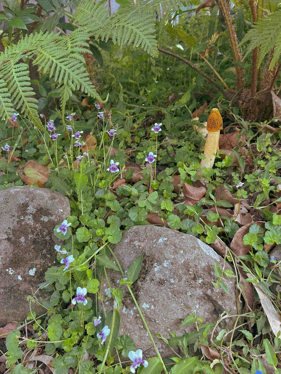 Viola hederaceae (native violet), Commelina cyanea (scurvy weed), Sphaeropteris cooperi (lacy tree fern), Phallus multicolor (yellow netted stinkhorn fungus)
