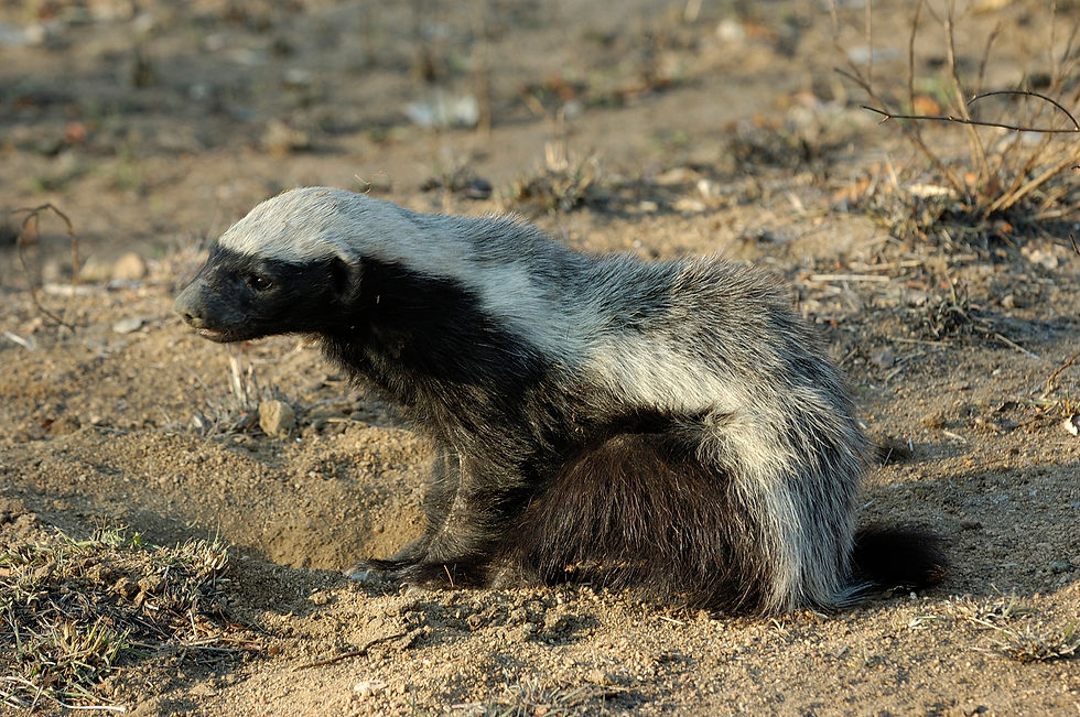 Ratel