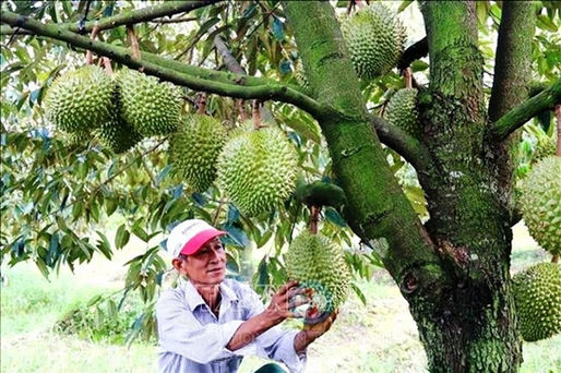Sầu riêng tăng giá kỷ lục, nông dân ĐBSCL lãi lớn