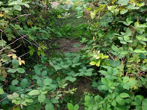 Headship in the bramble patch