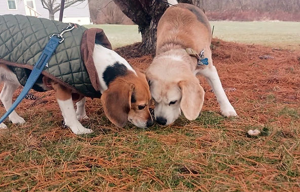 dog-boarding-kennel-doggy-daycare-ithaca