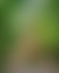 extérieur de la tiny 35 m2