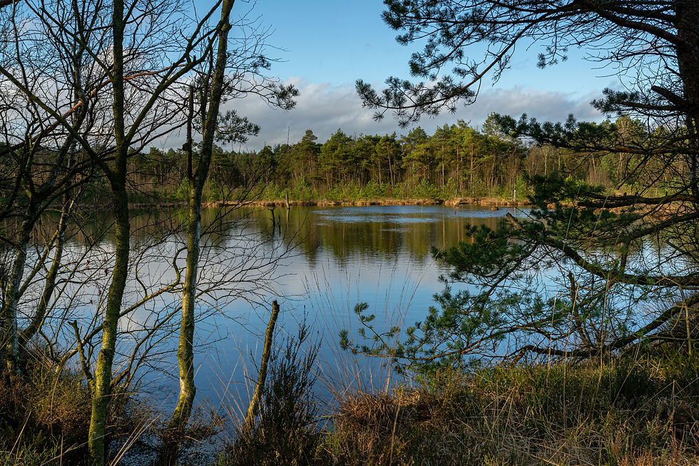 Programme d’achat de plantes – Bandes riveraines 2026