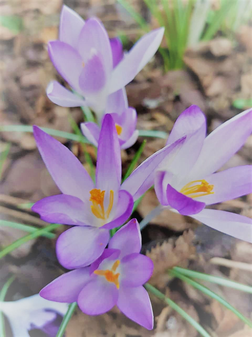 Die ersten Frühlingspflanzen erblühen