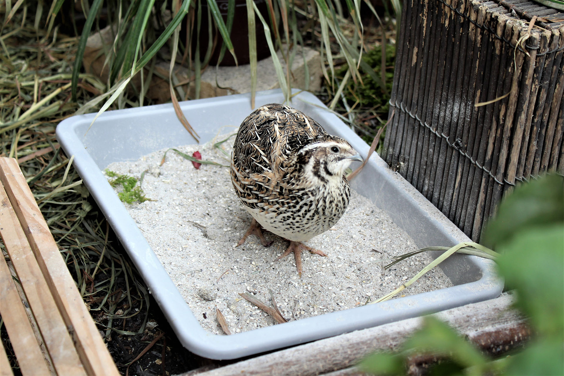 Wachtel Lotti im Sandbad