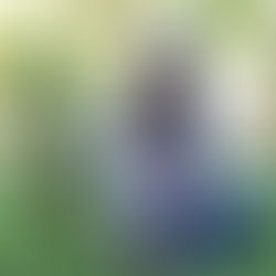 Plantar un árbol es sembrar vida 🌳