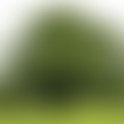 ¿Cuanto oxigeno produce un árbol?